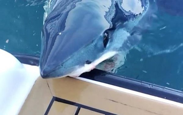 Акула вцепилась в дорогую яхту и попала на видео - (видео)