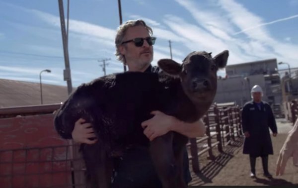 Хоакин Феникс спас корову и теленка со скотобойни - «Культура»