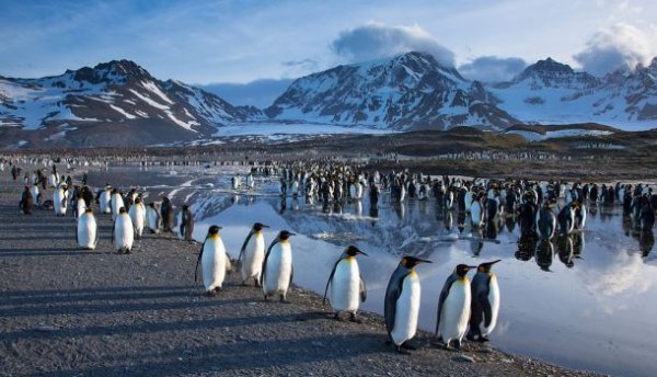 В Антарктиде зафиксировали рекордные 18,3 градуса тепла - «Новости»