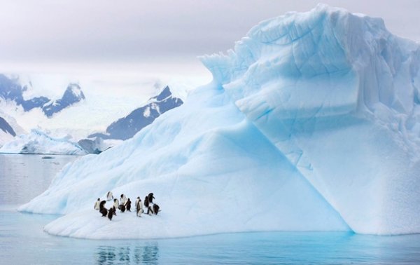 В Антарктике зафиксировали рекордно высокую температуру - «В мире»