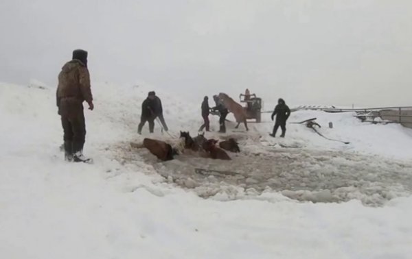 В Башкирии из воды вытащили табун лошадей - «В мире»