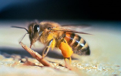 В Калифорнии из-за роя 40 тыс пчел-убийц закрыли улицу - «В мире»