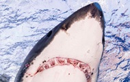 В Новой Зеландии 60-летний серфер отбился от акулы голыми руками - «Фото»