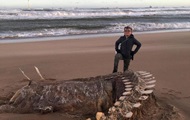 В Шотландии на берег выбросило скелет "лох-несского чудовища" - «Фото»