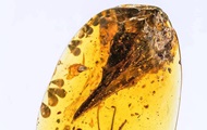 Череп динозавра-"колибри" найден в янтаре - «Фото»