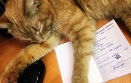 Кота официально трудоустроили в библиотеке - «Фото»