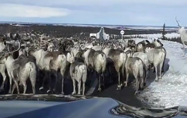 Пробка на трассе из стада оленей попала на видео - «В мире»