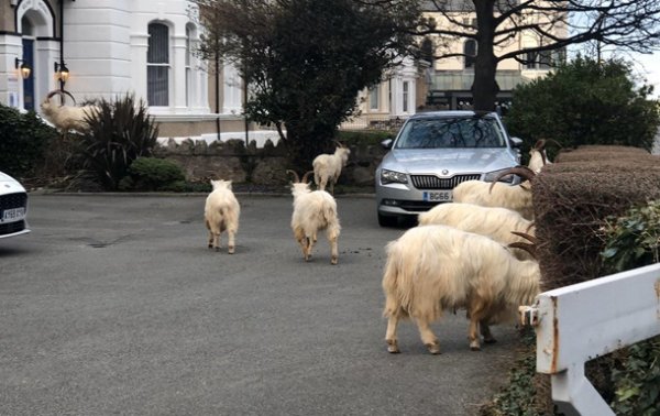 В Уэльсе стадо коз заполонило опустевший город - (видео)