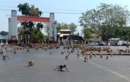 Сотни голодных обезьян устроили драку в Таиланде - «Фото»