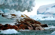 В Антарктиде появился новый остров - «Фото»