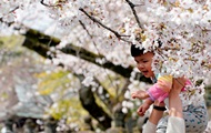 В Японии любуются цветением сакуры - фоторепортаж - «Фото»