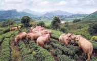 В китайской деревне слоны выпили вино и уснули - «Фото»