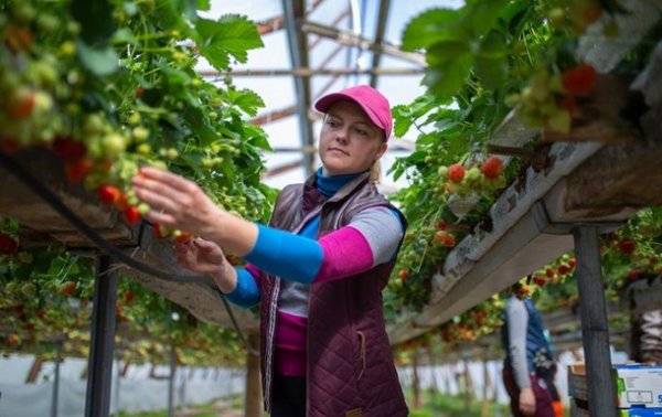 Финляндия готовит чартеры для сезонных рабочих из Украины - «В мире»