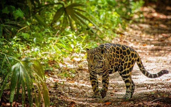 Ягуары вернулись в джунгли Гватемалы из-за COVID-19 - (видео)