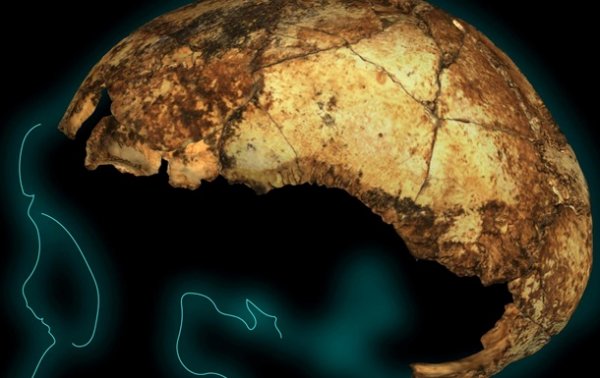 Найден древнейший череп Homo erectus - «Наука»