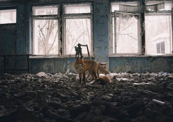 Пожар в чернобыльской зоне отчуждения до сих пор не потушен - «Новороссия»