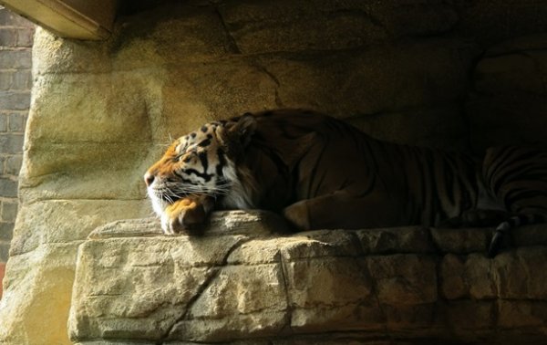 Тигрица из Нью-Йорка заразилась COVID-19 - «В мире»