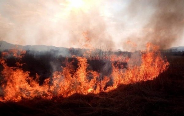 В Киеве накануне тушили десять лесных пожаров - «Украина»