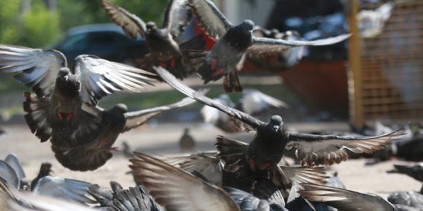 В Москве соседи "сдали" полиции пенсионера, кормившего голубей во дворе - «Политика»