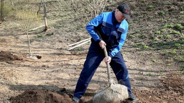 «Все нипочём»: Белоруссия вопреки коронавирусу проведет общенациональный субботник - «Новороссия»