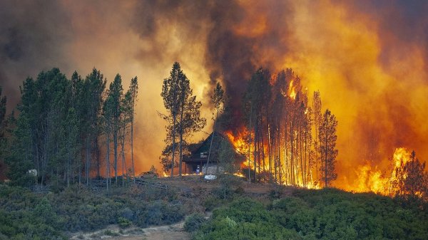 За прошедшие сутки российские спасатели ликвидировали 190 лесных пожаров - «Новороссия»