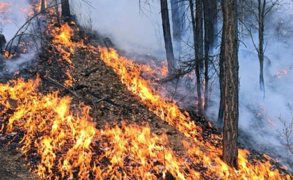 Зачем чиновники поджигают лес и страну, желая повторить ад лета-2010 - «Происшествия»