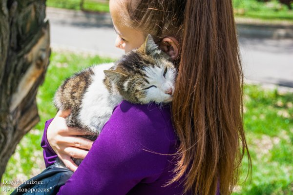 Будни донецкого приюта «Пиф»: помогая брошенным животным, мы остаемся людьми - «Новороссия»