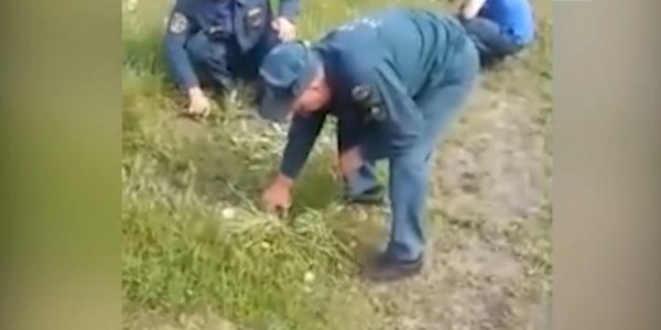 МЧС проверит видео с пожарными, стригущими траву маникюрными ножницами - «Политика»