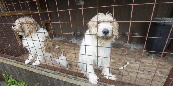 На главного ветеринара Якутска завели дело после убийства 200 кошек и собак - «Политика»