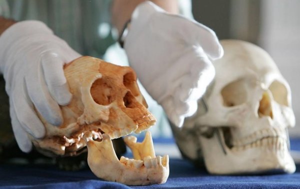 Найдены самые древние следы Homo sapiens в Европе - «Наука»