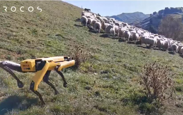 Робот-пес Spot научился пасти овец - (видео)