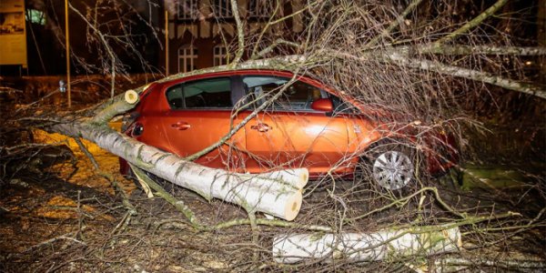 Сильный ветер повредил 20 автомобилей в Москве - «Автоновости»