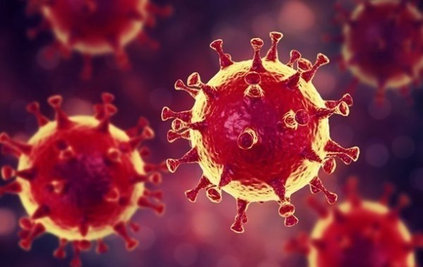 Три подтипа коронавируса: европейский самый заразный - «Наука»