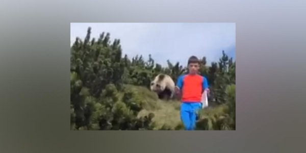 В Италии родители засняли, как 12-летний сын уходит от медведя - «Политика»