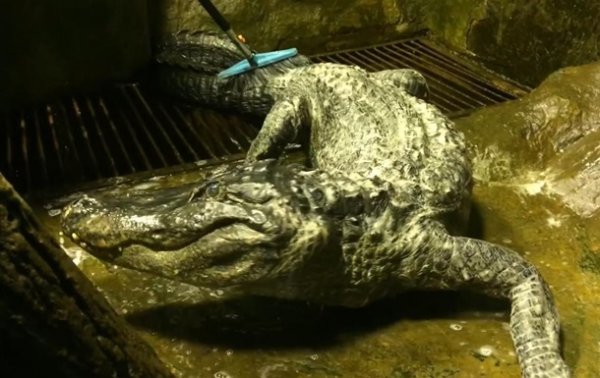 В зоопарке Москвы умер аллигатор-долгожитель - «В мире»