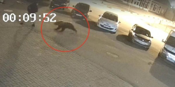 Жителя Ярославля в центре города атаковал медведь - «Политика»