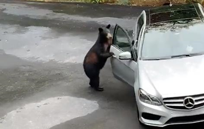 Медведь “взломал” автомобиль и хотел сесть в него, но его испугали люди - «В мире»