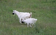 В Днепре на стадо коз надели защитные маски - «Фото»