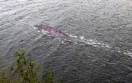 Британец снял загадочное существо в озере Лох-Несс - «Фото»