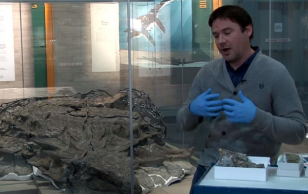 Ученые обнаружили окаменевшую еду динозавров - (видео)