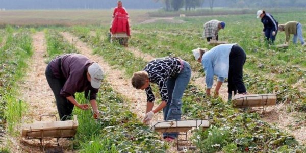 Украинка пожаловалась на каторжные условия работы в Польше и отношение "как к скоту" - «Политика»