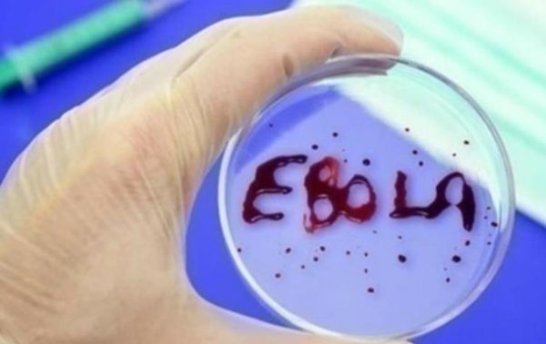 В Африке зафиксировали новую вспышку лихорадки Эбола - «В мире»