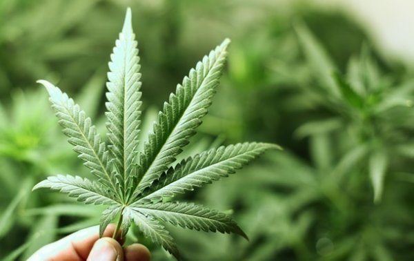 В Марокко изъяли более семи тонн марихуаны - «В мире»