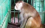 Оставшаяся без алкоголя обезьяна убила человека - «Фото»