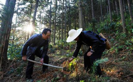 Когда в России от леса остаются одни щепки, в Китае его восстанавливают - «В мире»