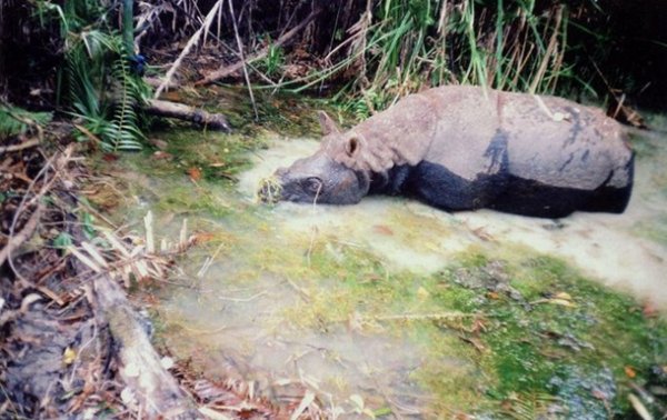 Купание редкого носорога сняли на видео - (видео)