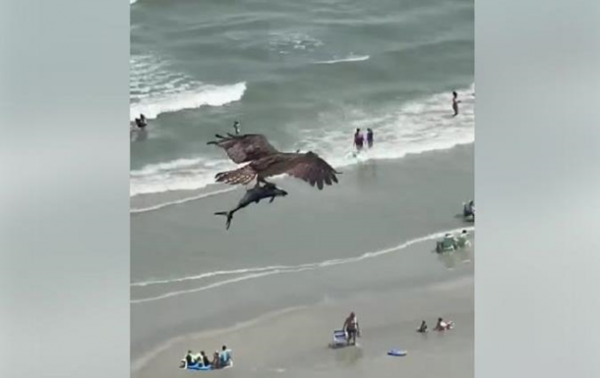 На видео сняли, как орел выхватил акулу из моря - «В мире»