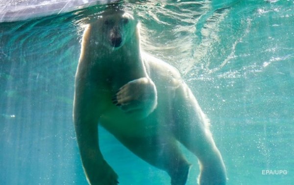 Ученые назвали вероятный год исчезновения белых медведей - «Наука»