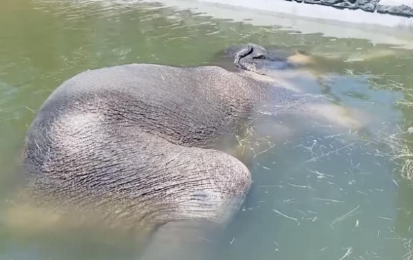 В зоопарке США слон уснул под водой - «В мире»