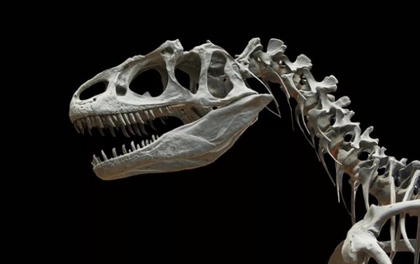 Ученые открыли новый вид динозавров - «Наука»